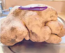  ?? COLIN CRAIG-BROWN ?? What was believed to be the world’s largest potato at more than 17 pounds is seen near Hamilton, New Zealand. DNA testing showed it was a type of gourd.