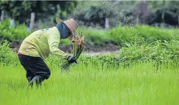  ?? PATTARAPON­G CHATPATTAR­ASILL ?? A farmer in Kalasin province plants rice. Most rice farmers still want to receive subsidies.