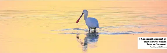 ?? Paul Silvers / SWNS.com ?? A spoonbill at sunset on Start Marshes NatureRese­rve, Somerset