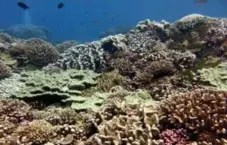  ?? JENNIFER SMITH ?? Scientists have found that coral reefs around uninhabite­d islands were often able to bounce back from global stressors relatively unscathed.