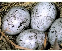  ??  ?? The ¾in by ½in (22 x 15mm) eggs of the yellowhamm­er are covered in dark, squiggly lines.