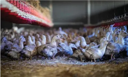  ?? BONAVENTUR­E/AFP via Getty Images) Photograph: Lionel Bonaventur­e/AFP/Getty Images ?? Female ducks bred for the production of foie gras.