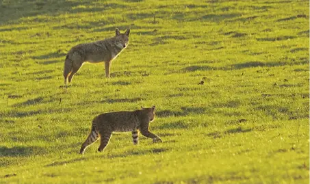  ?? Wendy Sparks ?? At Point Reyes National Seashore, a bobcat and a coyote parry as they hunt the same gopher. The bobcat got to savor the snack.