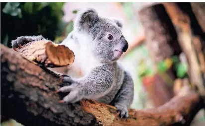  ?? FOTO: DANIEL TOMCZAK ?? Das Koala-Jungtier „Tarni“im Zoo Duisburg.