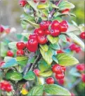  ??  ?? Cotoneaste­r rivalling holly in colour. Right, mistletoe