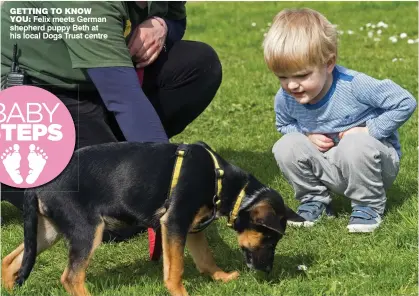  ??  ?? GETTING TO KNOW YOU: Felix meets German shepherd puppy Beth at his local Dogs Trust centre
BABY
STEPS