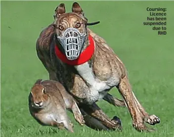  ??  ?? Coursing: Licence has been suspended due to RHD