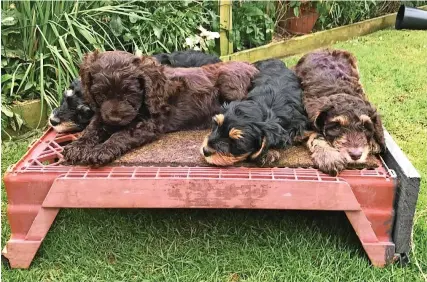  ??  ?? These eight-week-old puppies have been stolen from a property in Berkeley