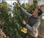  ?? MARY ESCH ?? In this Feb. 14, 2019photo, Colton Welch, a junior at the State University of New York at Morrisvill­e, N.Y., tends hydroponic tomato plants which will provide students with data applicable to cannabis cultivatio­n.The college’s new minor in cannabis studies is among a handful of new university programs aimed at preparing students for careers in marijuana and hemp industries.