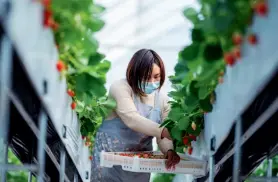  ??  ?? A farmer picks strawberri­es in a village in Huize County, Yunnan Province, January 15. An important industry in Huize County, strawberry farming helps promote the local service industry