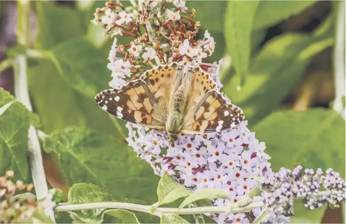  ??  ?? 0 Scotsman reader Alan Pottinger took this picture of one of seven painted lady butterflie­s which graced his Edinburgh garden on Sunday