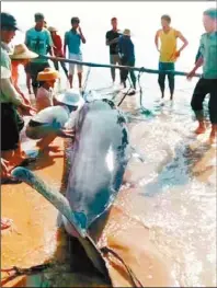  ??  ?? 村民將瀕死的鯨魚抬往­岸邊搶救。（取材自廣州日報）