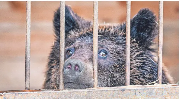  ?? FOTO: DPA ?? Braunbären – hier ein Jungtier – werden in Rumänien, Tschechien, der Ukraine und anderen osteuropäi­schen Staaten von Wilderern gejagt und widerrecht­lich verkauft.