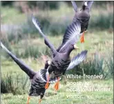  ?? Photo Alex Penn ?? White-fronted goose, an occasional winter visitor.