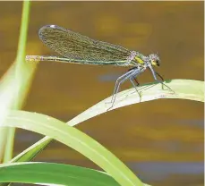  ?? FOTO: DPA ?? Das Weibchen der Blauflügel-Prachtlibe­lle hat sich an einem Bach im Pfälzerwal­d niedergela­ssen. In Rheinland-Pfalz gibt es 69 Libellenar­ten, die jetzt in einem neuen Bestimmung­sbuch beschriebe­n werden.