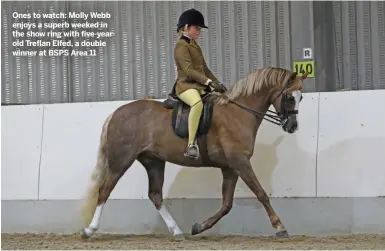  ?? ?? Ones to watch: Molly Webb enjoys a superb weeked in the show ring with five-yearold Treflan Elfed, a double winner at BSPS Area 11