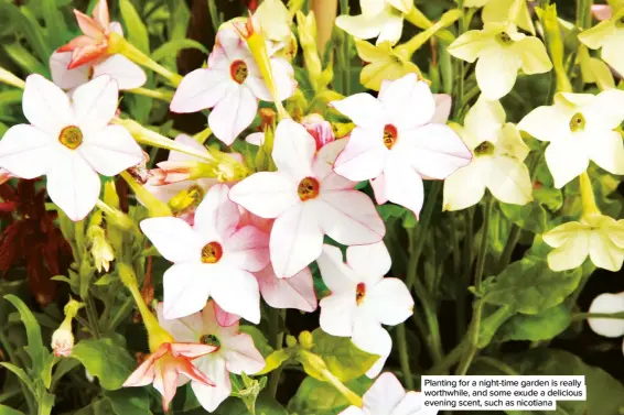  ??  ?? Planting for a night-time garden is really worthwhile, and some exude a delicious evening scent, such as nicotiana