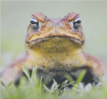  ?? FRESH WEAPON: A new household cane toad trap will soon be released by JCU researcher­s. ??