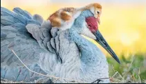  ??  ?? Robin Ulery’s photo of a newborn sandhill crane colt resting on top of its mother at Johns Lake, Winter Garden in Florida, won the amateur award category.