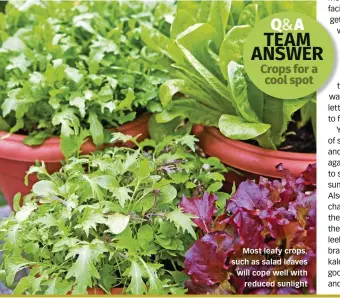  ??  ?? Most leafy crops, such as salad leaves will cope well with reduced sunlight