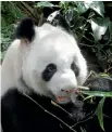  ?? PHOTO: JILL WORRALL ?? Kai Kai the giant panda munching his way through a heap of bamboo.