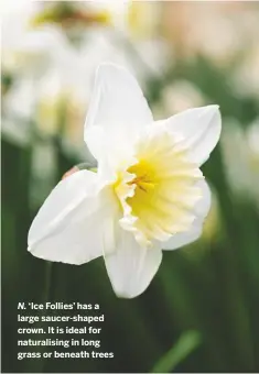  ??  ?? N. ‘Ice Follies’ has a large saucer-shaped crown. It is ideal for naturalisi­ng in long grass or beneath trees