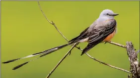  ?? U.S. Fish&Wildlife Service ?? From March to early November, scissor-tailed flycatcher­s are easy to spot perching in the open on bare branches, power lines and barbed wire.