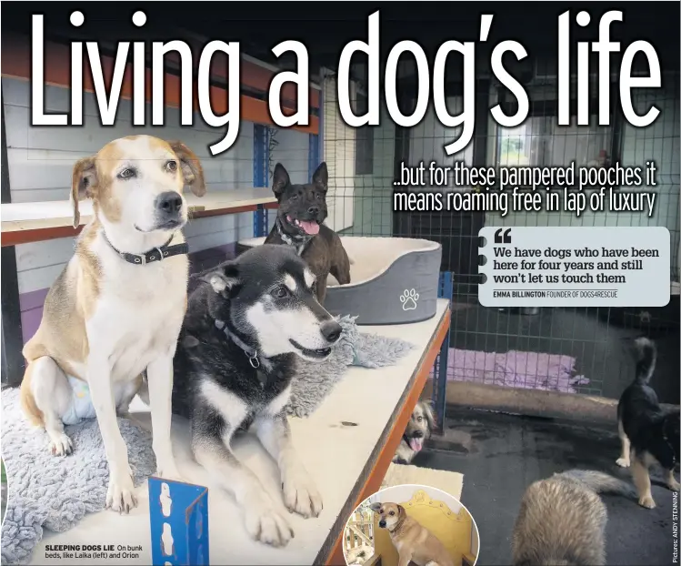  ??  ?? SLEEPING DOGS LIE On bunk beds, like Laika (left) and Orion