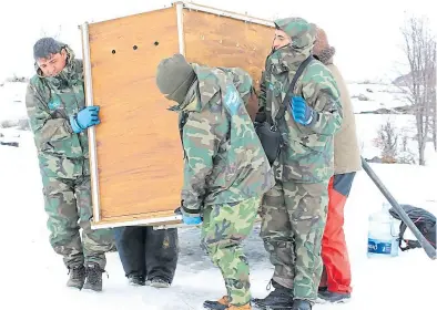  ?? ?? Dos machos y tres hembras del lago La Plata fueron llevados a la estación de recría