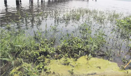  ?? ?? Entre la vegetación formada en la orilla del lago en San Ber se observaba también la sustancia verde, espumosa y maloliente.
