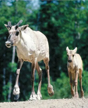  ??  ?? Selon Québec, aucun autre scénario que le transfert des caribous forestiers vers le Zoo sauvage de Saint-Félicien ne permet de garantir la pérennité de l’espèce.