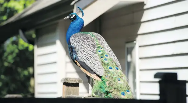  ?? — CP FILES ?? A peacock sits on a fence in Surrey’s Sullivan Heights, where “half the neighbourh­ood loves these things and the other half hates them.”