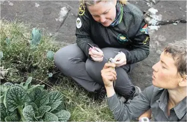  ??  ?? DR SANDY-LYNN Steenhuise­n and an associate examine the Drakensber­g Crag Lizard, which was discovered to have been pollinatin­g flowers. |