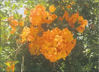  ?? PHOTOS BY JOSHUA SISKIN ?? Yellow bells (Tecoma stans) are an easy-care flowering hedge, needing no water or fertilizer once establishe­d.