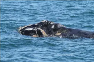  ?? Georgia Department of Natural Resources/NOAA via The New York Times ?? Bayla, a North Atlantic right whale, was found dead with rope stuck in her throat.