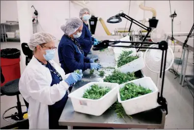 ?? Bloomberg News/JAMES MACDONALD ?? Employees trim medical marijuana buds at the Tweed Inc. facility in Smith Falls, Ontario, in this 2015 file photo. The value of 26 marijuana stocks listed in Canada has reached almost $3 billion over the past two years.