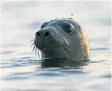  ?? ROBERT F. BUKATY THE ASSOCIATED PRESS ?? Seals are thriving off the northeast coast, leading to more human encounters with great white sharks.