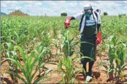  ?? CHARLES MKOKA / THOMSON REUTERS FOUNDATION ?? Alubi Tayimu, a farmer trained in handling pesticides, sprays maize plants attacked by fall armyworm in Katuli village, Mangochi district, southern Malawi, on Feb 20.