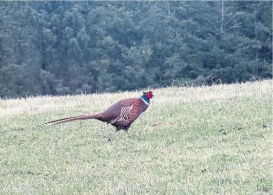  ?? Picture by Angus Whitson. ?? WELCOME VISITOR: A strutting cock pheasant takes the air, one of nature’s exquisite creations.