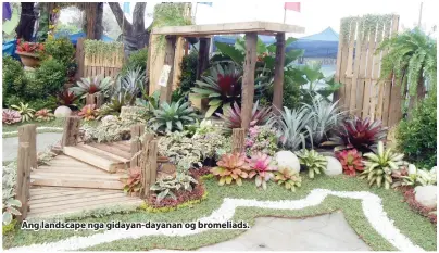  ??  ?? Ang landscape nga gidayan-dayanan og bromeliads.