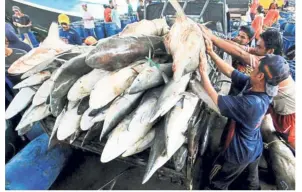  ?? — The Jakarta Post/Asia News Network ?? Endangered: Fishermen loading sharks onto a truck at a fish market in Karangsong, West Java.