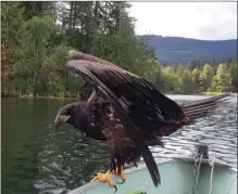  ?? The Canadian Press ?? This eagle landed on the edge of the boat in which Derril McKenzie of Kelowna was fishing just over a week ago at Gardom Lake, near Salmon Arm.