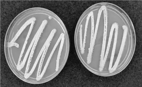  ??  ?? RESEARCHER­S at the Philippine Rice Research Institute (PhilRice) found that actinomyce­te, an aerobic bacterium suitable under upland conditions, can increase root dry weight, number of tillers, and root depth of upland rice.