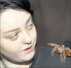  ?? 19710912 ?? Chilli Rose the tarantula was a popular sight at the creepy corner, pictures with handler Scarlett King