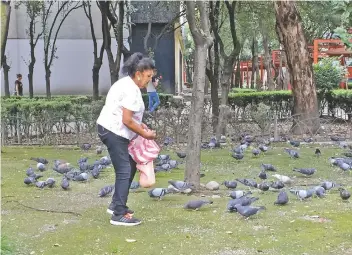  ??  ?? Rosa Guillén alimenta con pan molido a las palomas de Tlatelolco todos los días; cuenta que le gusta imaginar que las almas de los jóvenes que murieron el 2 de octubre de 1968 en la Plaza de las Tres Culturas viven en las aves.