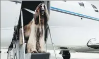  ?? VICTOR / EXCLUSIVEP­IX ?? United Airlines says that it will tighten rules on passengers who fly with emotional-support animals, starting March 1.