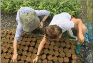  ?? ?? Volunteers tend to seedlings used for reforestat­ion.