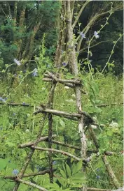  ?? DEB BUTTERFIEL­D ?? Climbing frames add structure to the garden and act as a distractio­n to the wilderness.