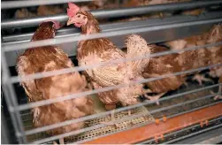  ??  ?? Safe photograph­ed chickens in colony cages at Northern Eggs near Whanga¯rei in December.