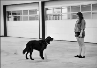  ?? OREGON STATE UNIVERSITY VIA THE NEW YORK TIMES ?? This image shows a moment from a study of young dog owners at Oregon State University. Family dogs match their movements to those of the children they live with, according to the poignant new study of young people and their pets.